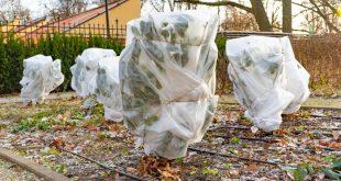 Verhuellte Baeume im Winter - Gartenarbeit im Februar