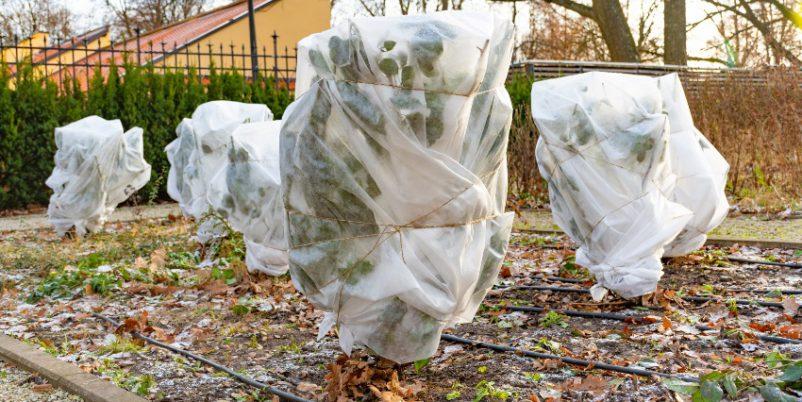 Verhuellte Baeume im Winter - Gartenarbeit im Februar