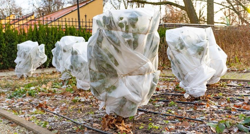 39+ Garten Februar, Erfahre, welche pflanzen du im wechselhaften