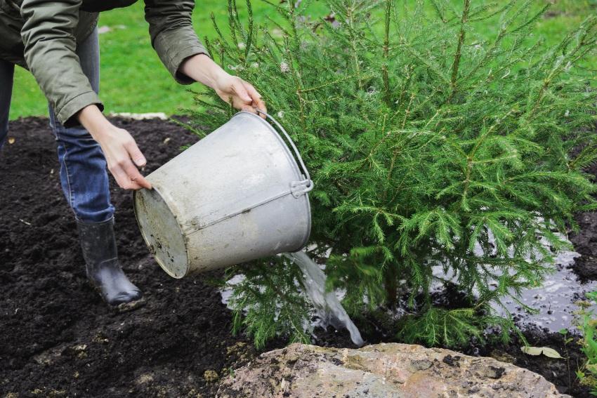 Junger-Baum-wird-geduengt