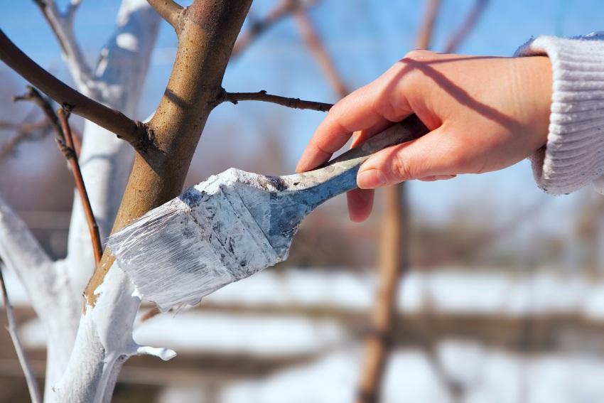 Kalkanstrich fuer einen Obstbaum