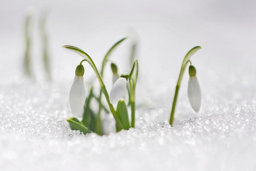 Schneeglöckchen