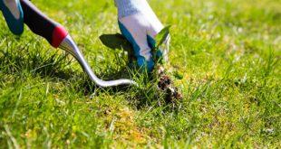 Unkraut im Rasen erkennen