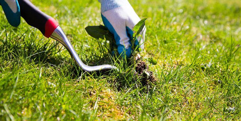 Unkraut im Rasen erkennen