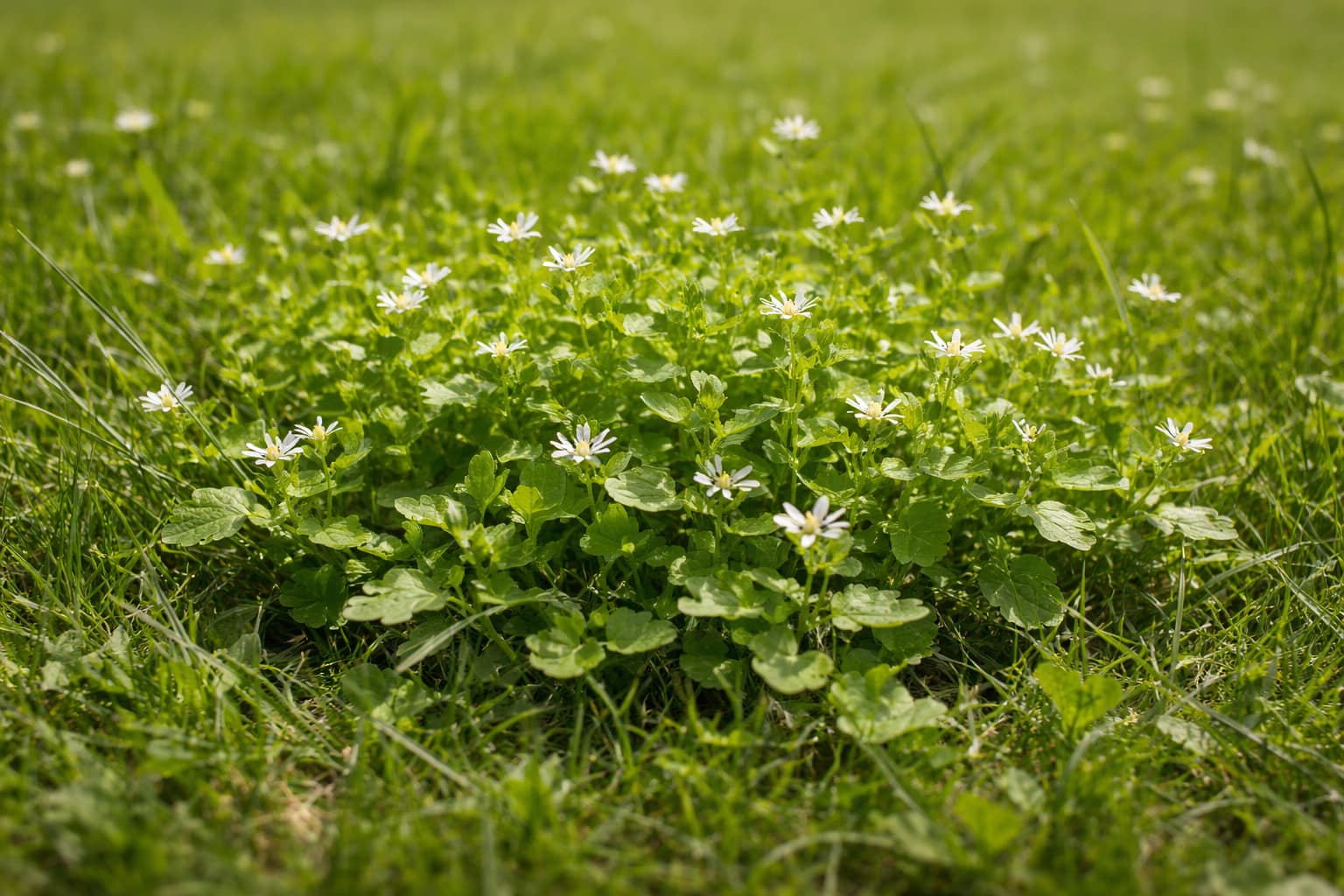 Vogelmiere im Rasen Vogelmiere im Rasen