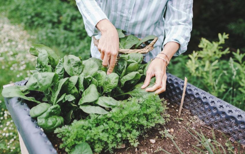 Hochbeet, Nahaufnahme - Was darf nicht ins Hochbeet?