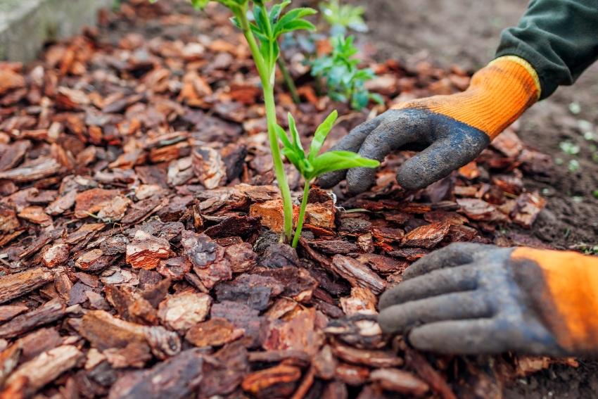 Rindenmulch-Beet