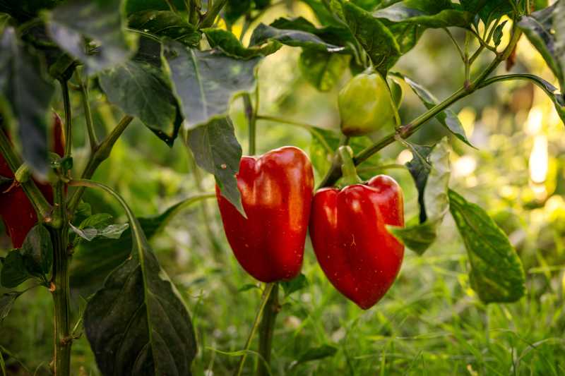 Reife Paprika durch richtige Bewässerung – erfolgreiche Ernte Zwei reife rote Blockpaprika an gesunder Pflanze im Garten, glänzende Früchte in Fruchtreife-Phase, grüne Blätter im Hintergrund