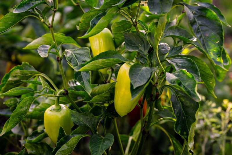 Paprika in verschiedenen Reifestadien – Wasserbedarf variiert Gelbe und grüne Paprika-Früchte an kräftiger Pflanze, verschiedene Reifestadien, gesundes Laub durch optimale Wasserversorgung