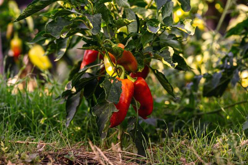 Chili bewässern – Mulchen spart Wasser im Beet Chili-Pflanze mit roten und gelben Früchten am Boden, Stroh-Mulchschicht sichtbar zur Feuchtigkeitsspeicherung, Gartenbeet