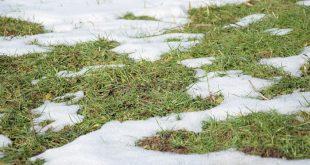 Rasen-nach-Winter-mit-Schneeresten - Die Rasenpflege im Frühjahr