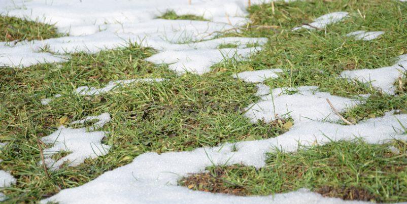 Rasen-nach-Winter-mit-Schneeresten - Die Rasenpflege im Frühjahr