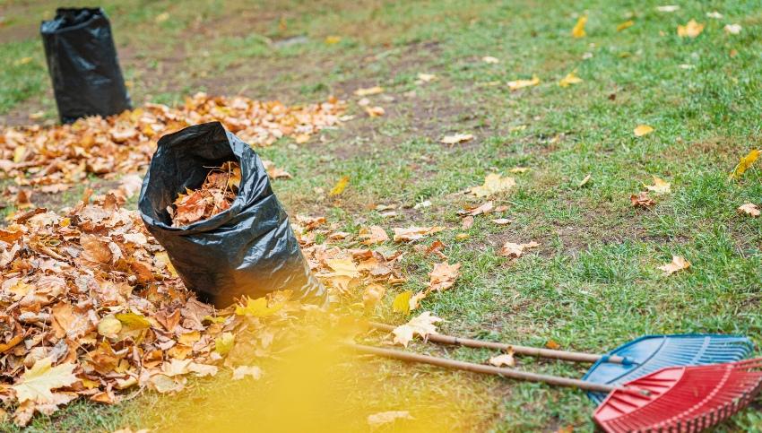 Rasen-von-Laub-befreien - Die Rasenpflege im Frühjahr