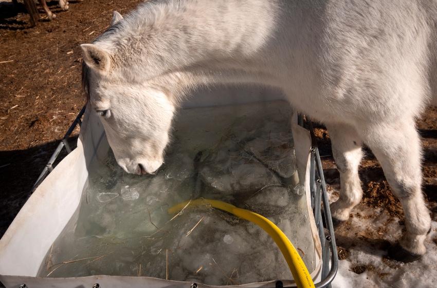 Junges-Pferd-Traenke-WInter - Notwendigkeit für frostfreie Tränkebecken