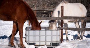 Pferde-Winter-Traenke