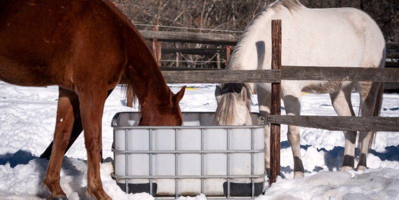 Pferde-Winter-Traenke