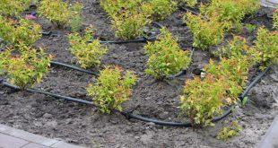 Garten-Schlauchbewaesserung - Garten für Trockenheit umgestalten