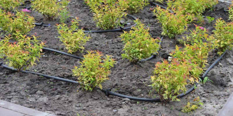 Garten-Schlauchbewaesserung - Garten für Trockenheit umgestalten