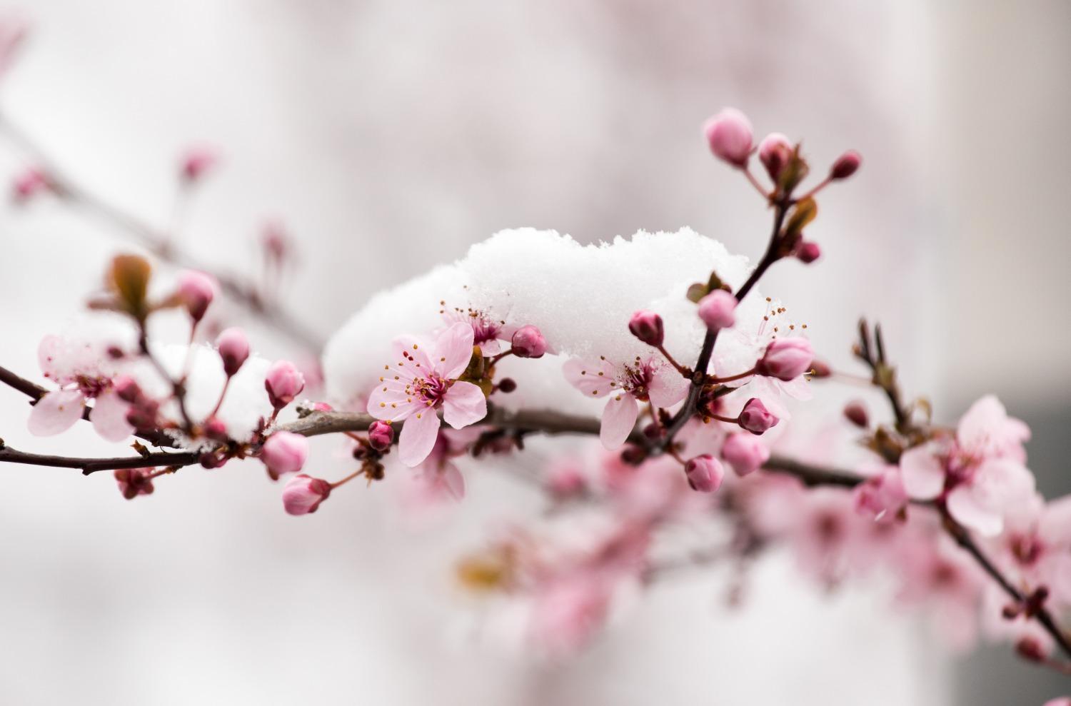 Was blht im Winter drauen? - REKUBIK Magazin