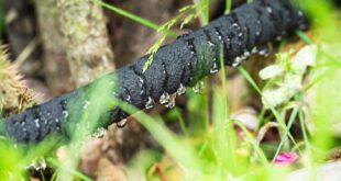 Spart die Tröpfchenbewässerung Wasser