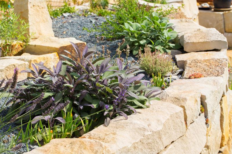 Kräuter wachsen in der Wallzone eines Kraterbeets