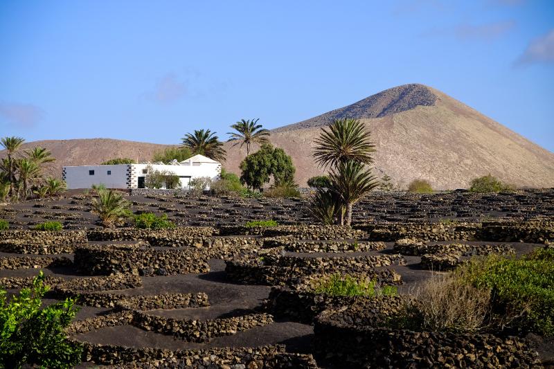 In einer Vulkanlandschaft auf Lanzarote sind mehrere Kraterbeete angelegt 