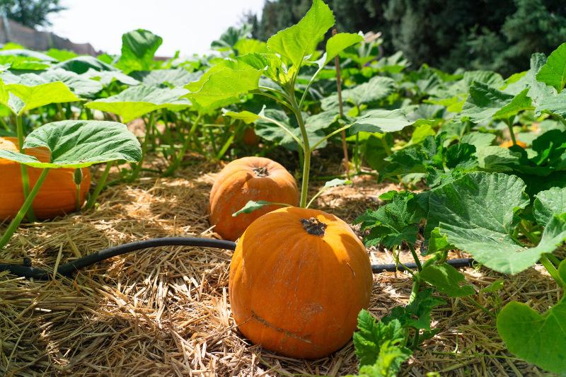 Zwischen einigen Kürbissen verläuft der Schlauch einer Tröpfchenbewässerung 