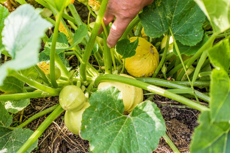 Einige junge Kürbisse, die noch grün sind 