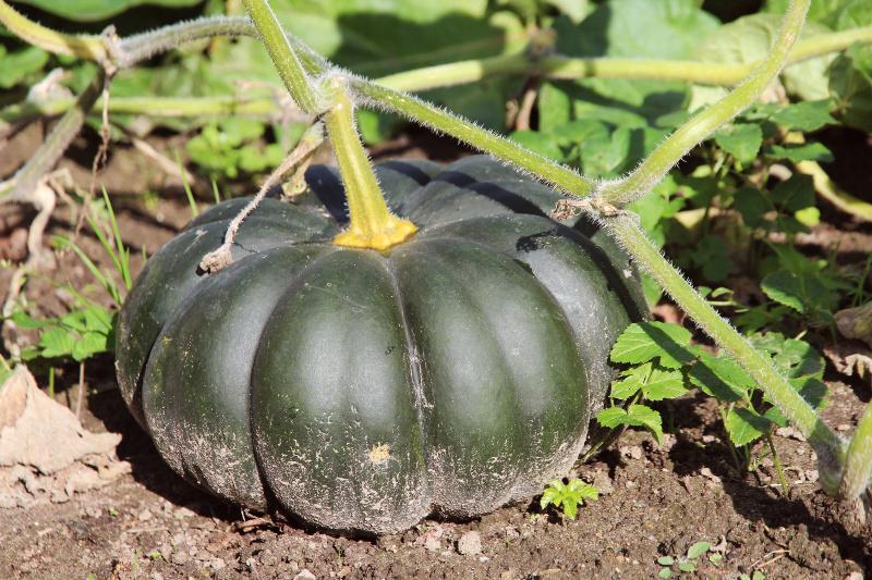 Ein grüner Muskat-Kürbis wächst auf dem Feld 