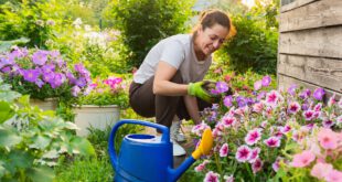 Frau-bei-der-Gartenarbeit- Pflanz- und Gartenarbeit im Mai