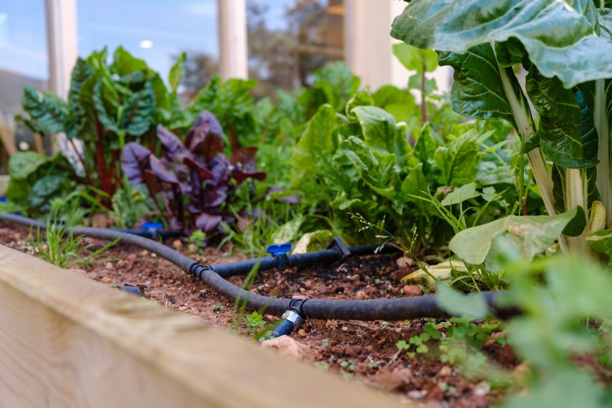 Das Anlegen eines Bewässerungssystems ist selbst für unerfahrene Gärtner machbar Garten-Tropfbewässerung