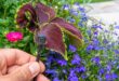 Garten-automatische-Bewässerung