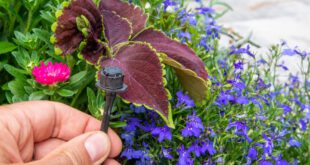 Garten-automatische-Bewässerung