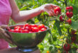 Gartenarbeit im Juli