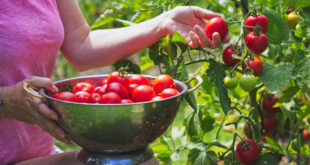 Gartenarbeit im Juli