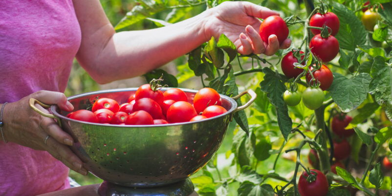 Gartenarbeit im Juli