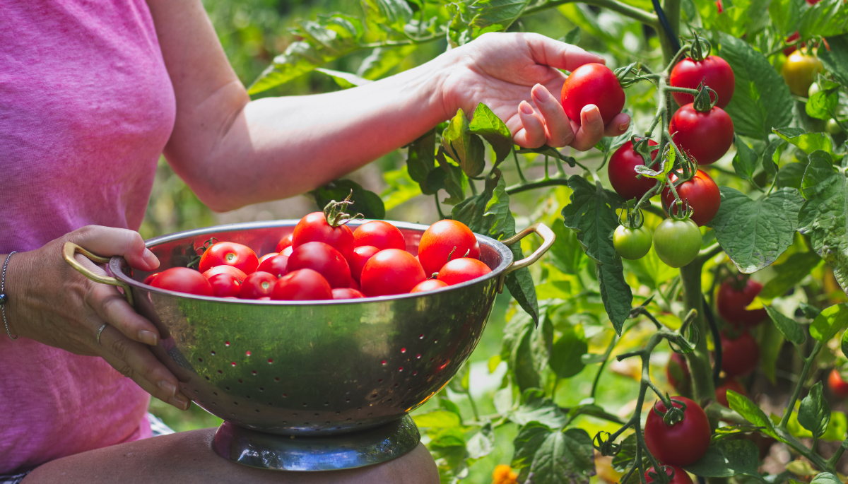 Gartenarbeit im Juli