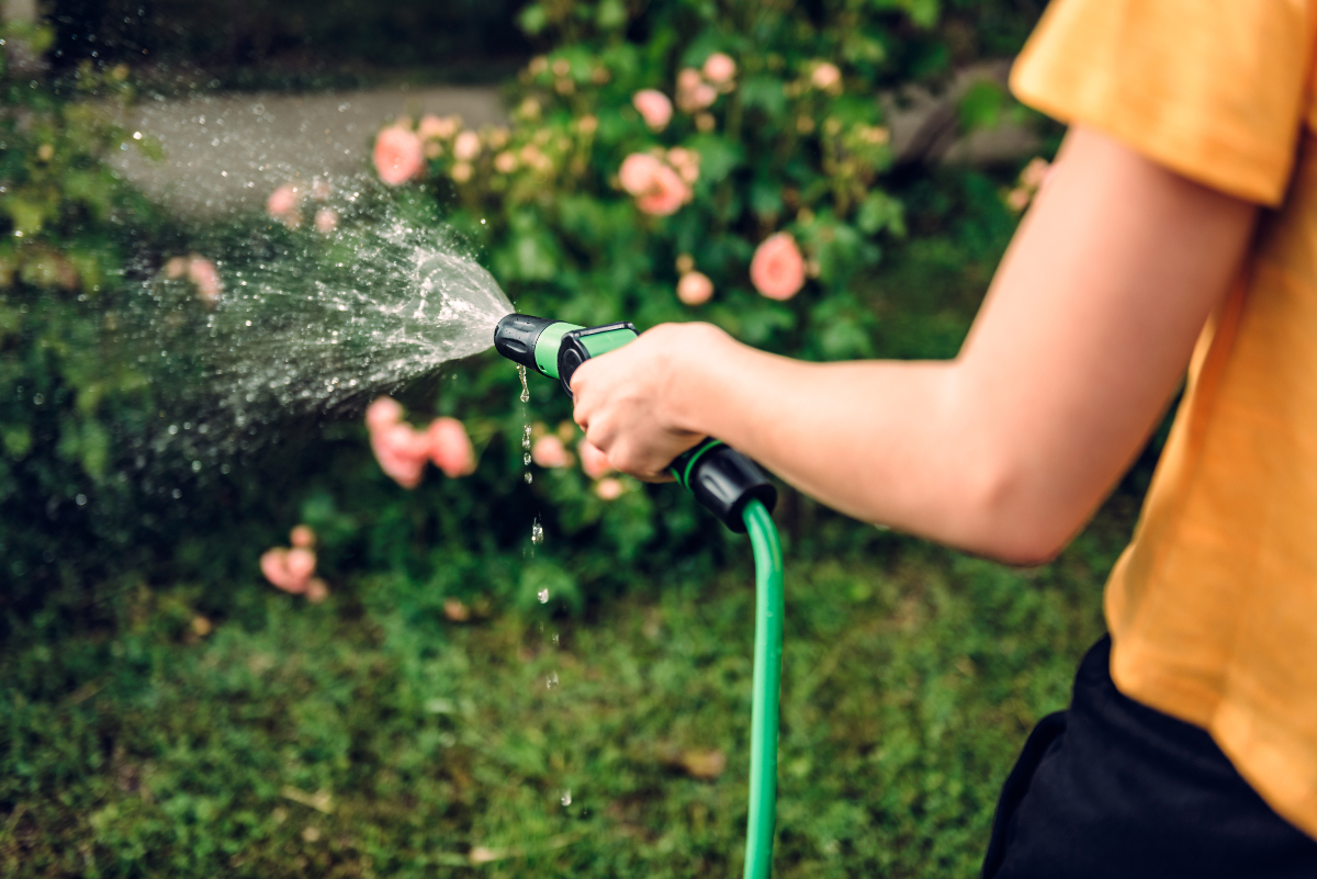 Im Sommer sollte man am besten morgens oder abends gießen, wenn die Sonne weniger intensiv ist Gartenbewaesserung-mit-Schlauch - Gartenarbeit im Juli