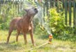 Hund-Rasensprenkler-SOmmer