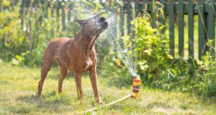 Hund-Rasensprenkler-SOmmer