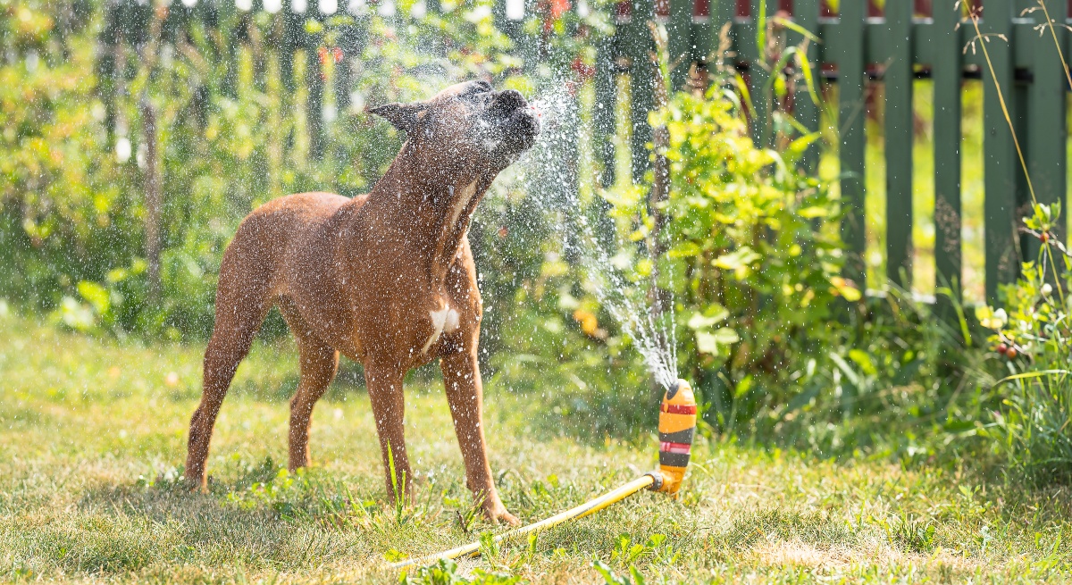 Hund-Rasensprenkler-SOmmer
