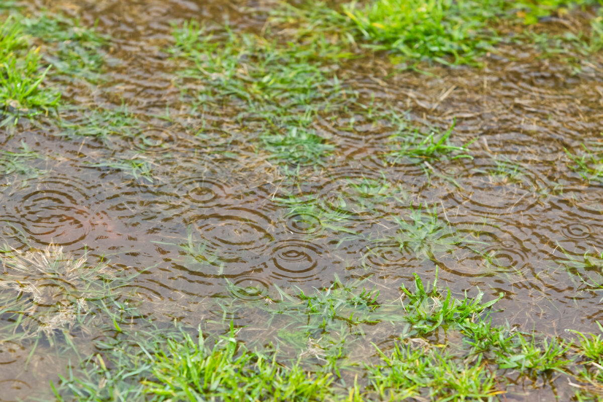 Pfütze auf Rasen durch Regen