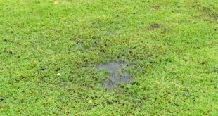 Staunässe im Garten