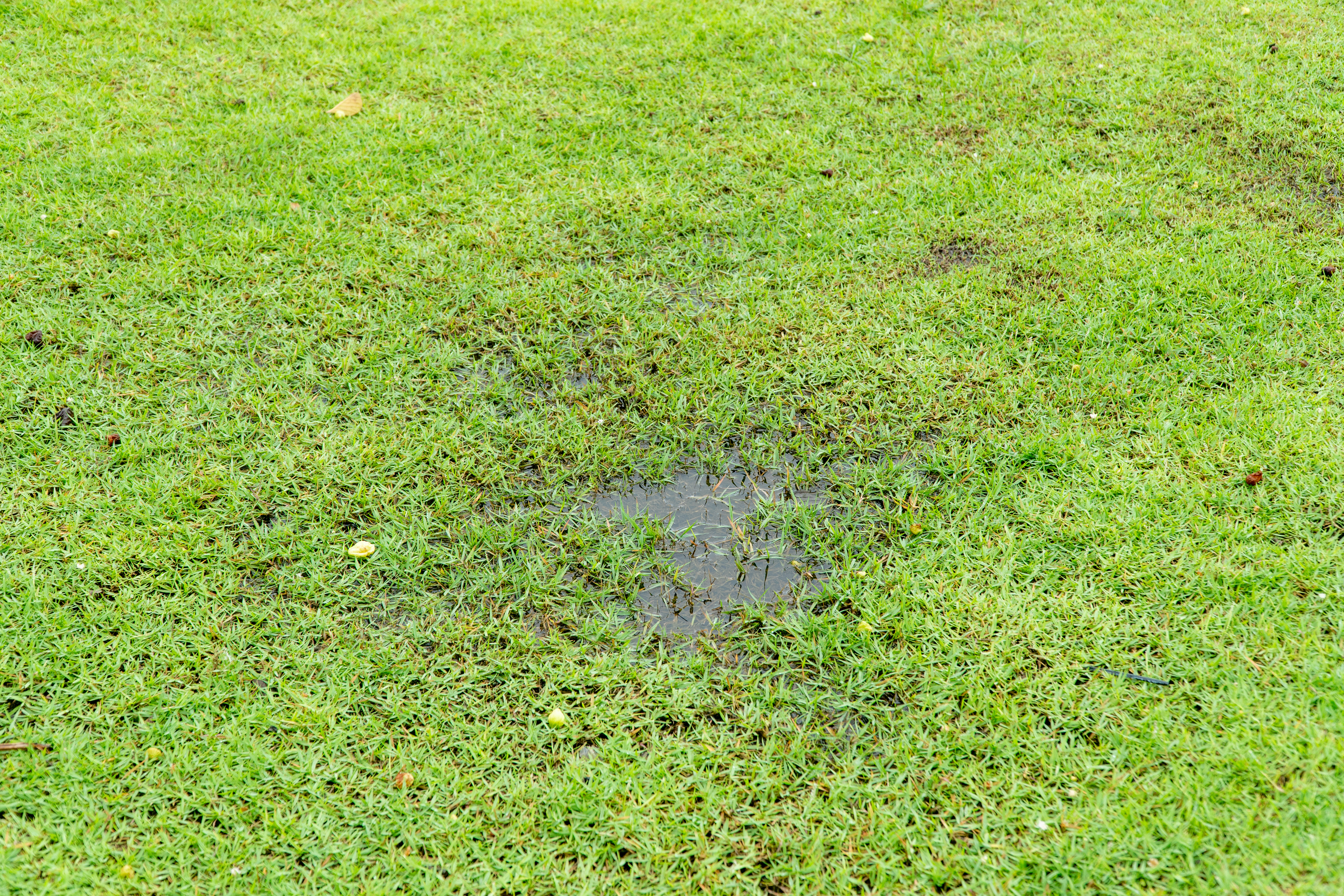 Staunässe im Garten