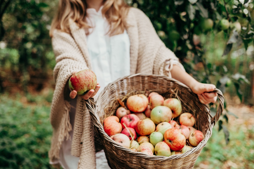 Der Herbst ist die klassische Erntezeit für viele Obst- und Gemüsesorten Apfelernte