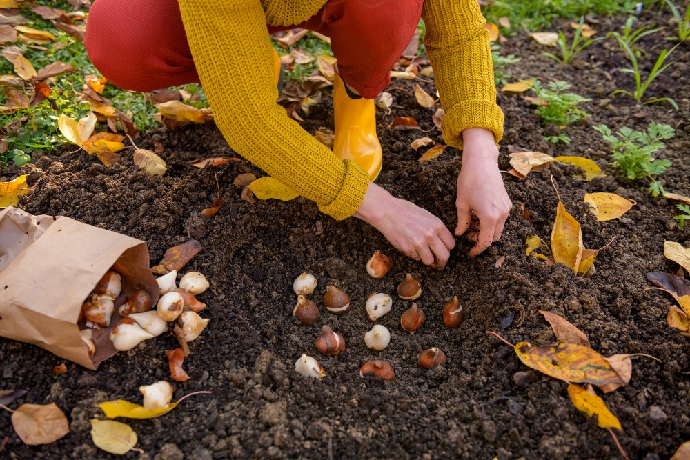 Im September ist genau die richtige Zeit, um Frühblüher-Zwiebeln zu setzen Blumenzwiebeln-pflanzen