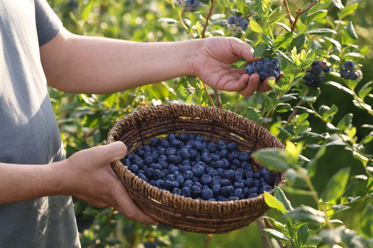 Heidelbeeren-ernten