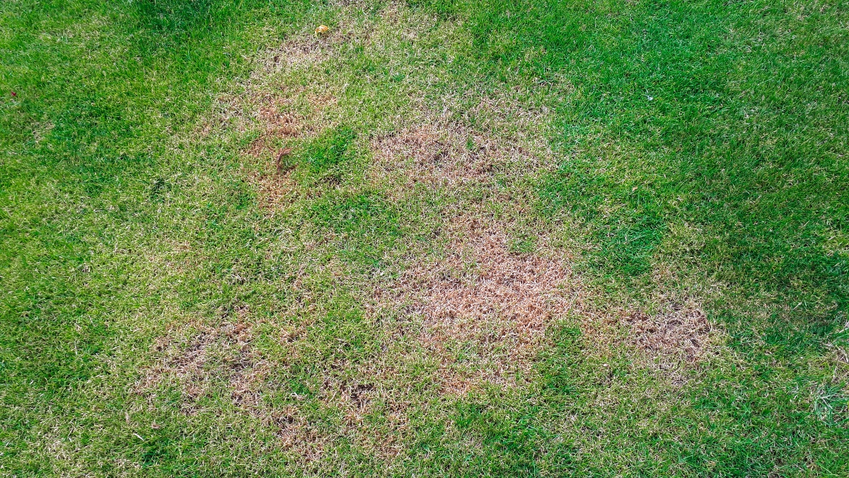 Rasen-mit-abgestorbenem-Gras