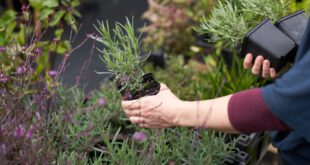 Stauden-pflanzen - Gartenarbeit im September