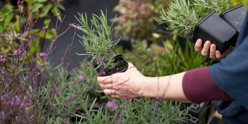 Stauden-pflanzen - Gartenarbeit im September